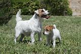 PARSON RUSSEL TERRIER 169